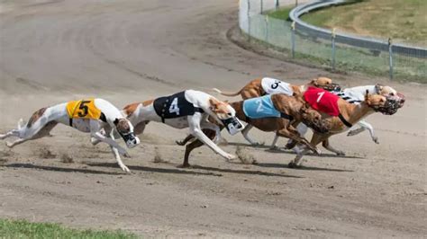 greyhound betting strategies|Greyhound Betting Strategy to Improve Your Bets for 2024.